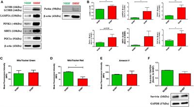 IL-17 Induced Autophagy Regulates Mitochondrial Dysfunction and Fibrosis in Severe Asthmatic Bronchial Fibroblasts